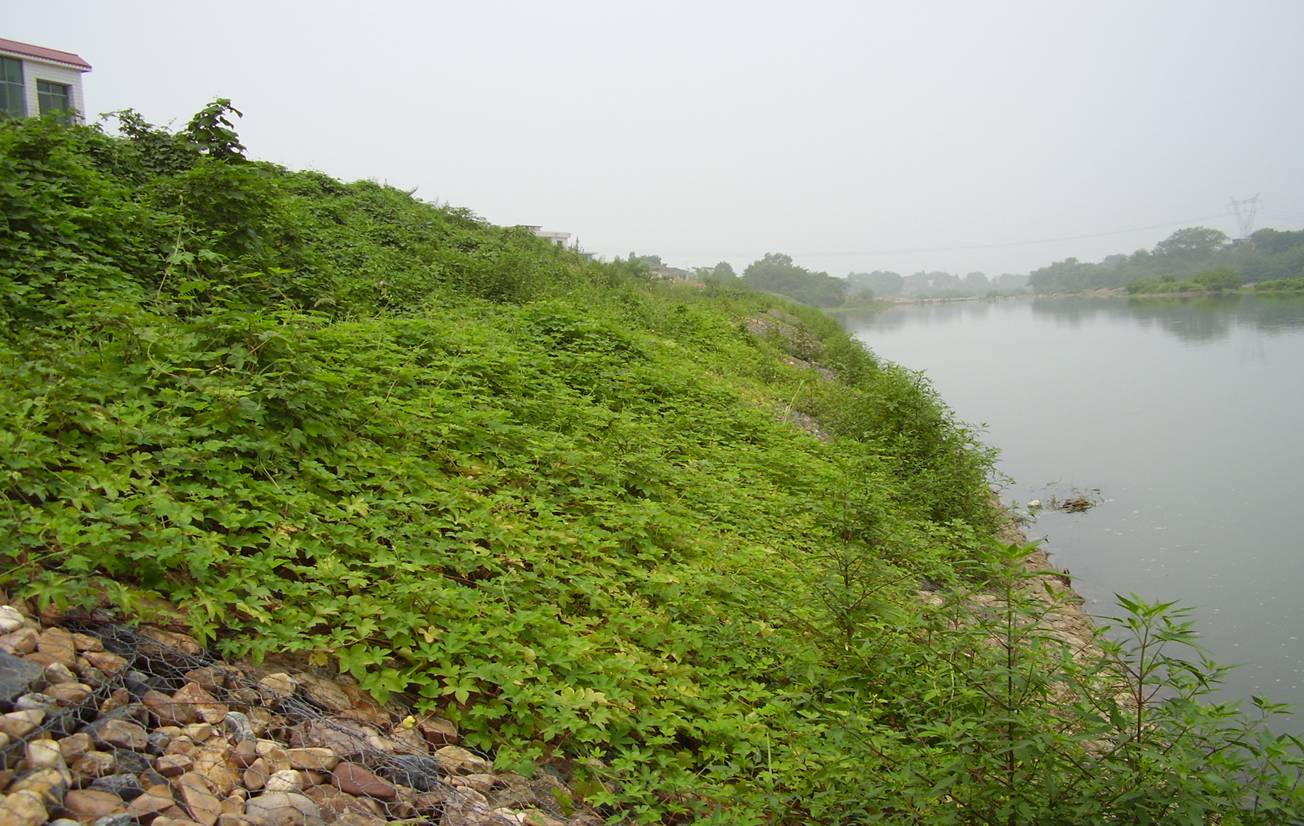 護坡格賓網自然生態生物結構特點 護坡格賓網自然生態生物結構特點